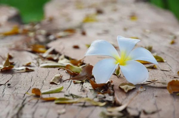 A régi fa fehér Frangipani — Stock Fotó