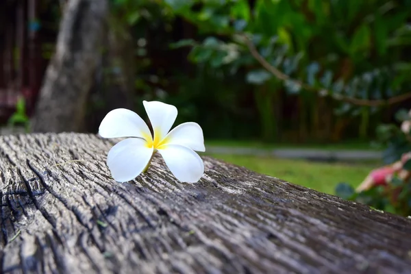 Frangipani blanc sur vieux bois — Photo