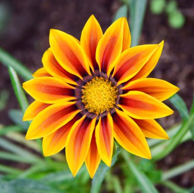 portakal gazania çiçek 