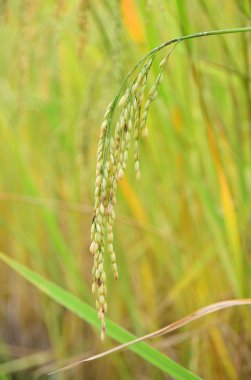 Çeltik pirinç Close-Up arka plan bulanıklık