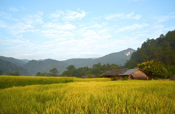 Krásné zelené rýžové pole v Thajsku — Stock fotografie