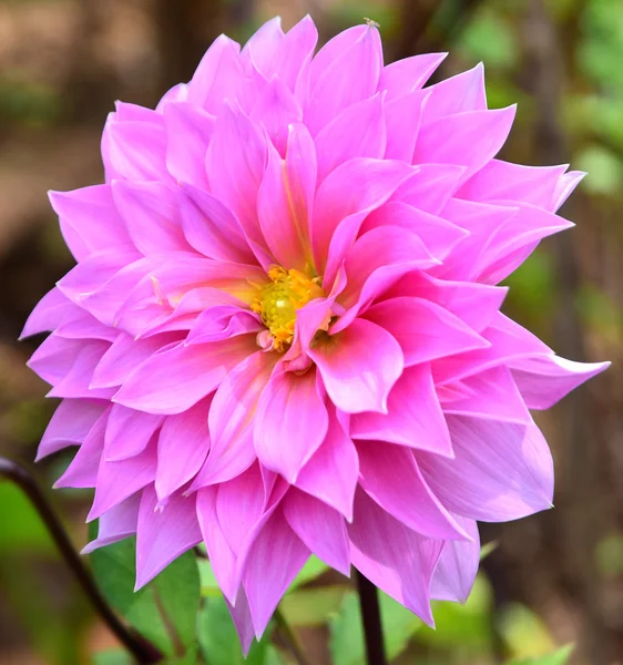 Close-up rosa dahlia flor — Fotografia de Stock