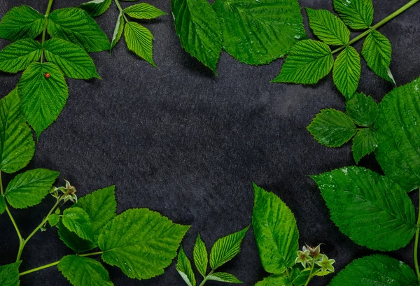 Folhas verdes como quadro de espaço de cópia — Fotografia de Stock