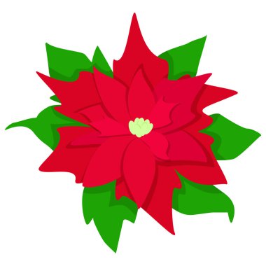 Kırmızı yılbaşı çiçeği Atatürk çiçeği