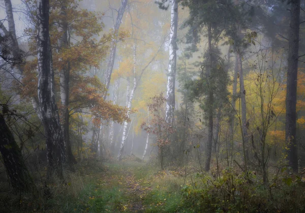 Sisli sonbahar orman — Stok fotoğraf