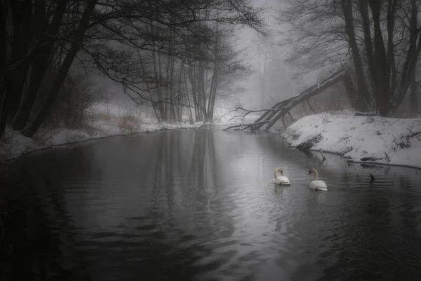 Par inseparável de cisnes — Fotografia de Stock