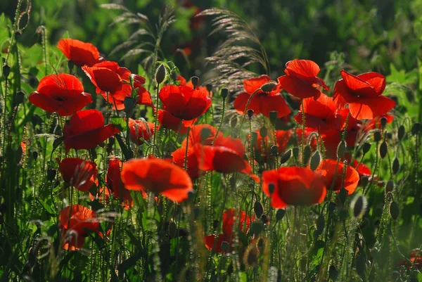 Çayır, haşhaş buketi