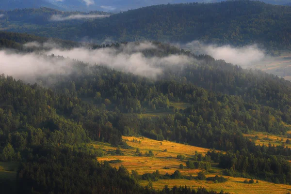 Dağ, güneşli glade