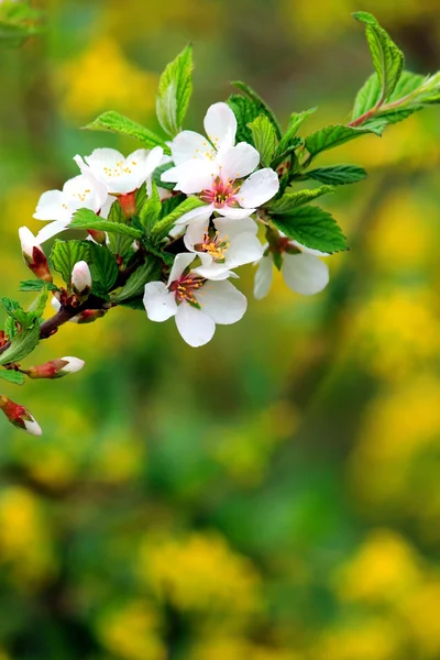 Branch of blossoming apricot. — Stock Photo, Image