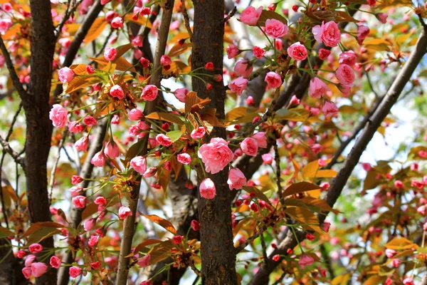 Muguri și flori de sakura . — Fotografie, imagine de stoc