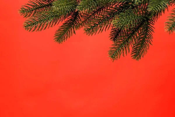 赤い背景にクリスマスツリーの枝 クリスマス 新年の挨拶カード 空白の背景 テキストのためのスペース — ストック写真