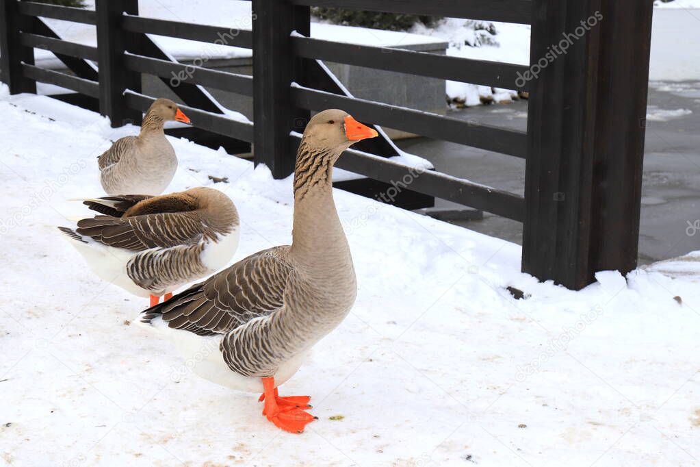 Beautiful gray pedigreed, fat geese with red beaks walk on the farm in winter. Goose farm, fattened geese,waterfowl birds. Gourmet food, foie gras.