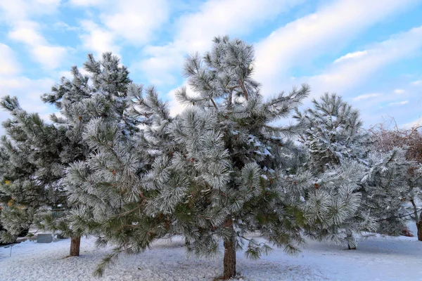 아름다운 크리스마스 트리는 서리와 눈으로 가장자리에 있으며 공원에는 그림같이 아름다운 — 스톡 사진