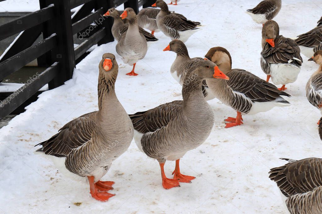 Beautiful gray pedigreed, fat geese with red beaks walk on the farm in winter. Goose farm, fattened geese,waterfowl birds , poultry. Gourmet food, foie gras.