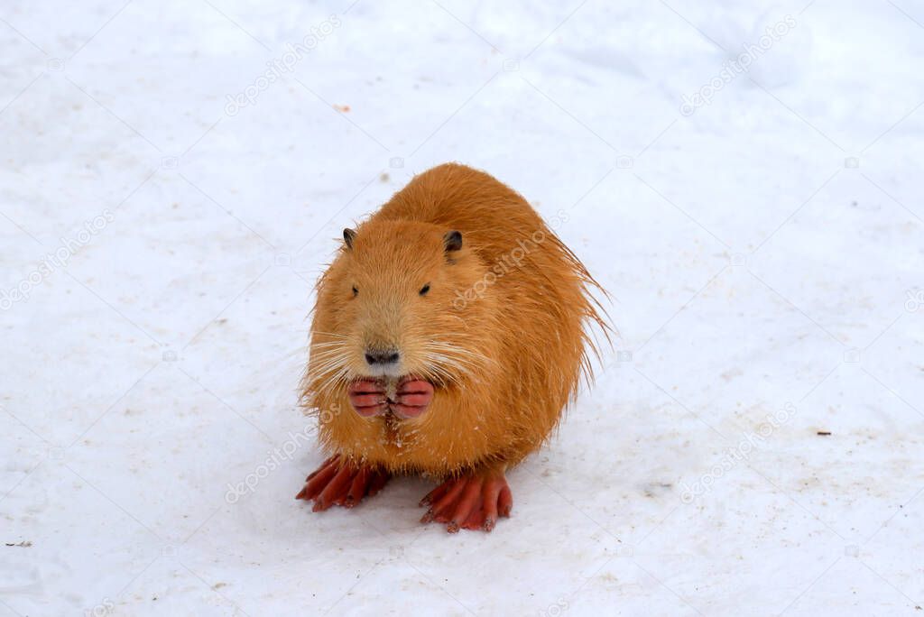 Nutria with long yellow fur, otter, marsh beaver eat in the snow near the river. Water rat, muskrat sits in the snow in a winter park, zoo, forest, farm.