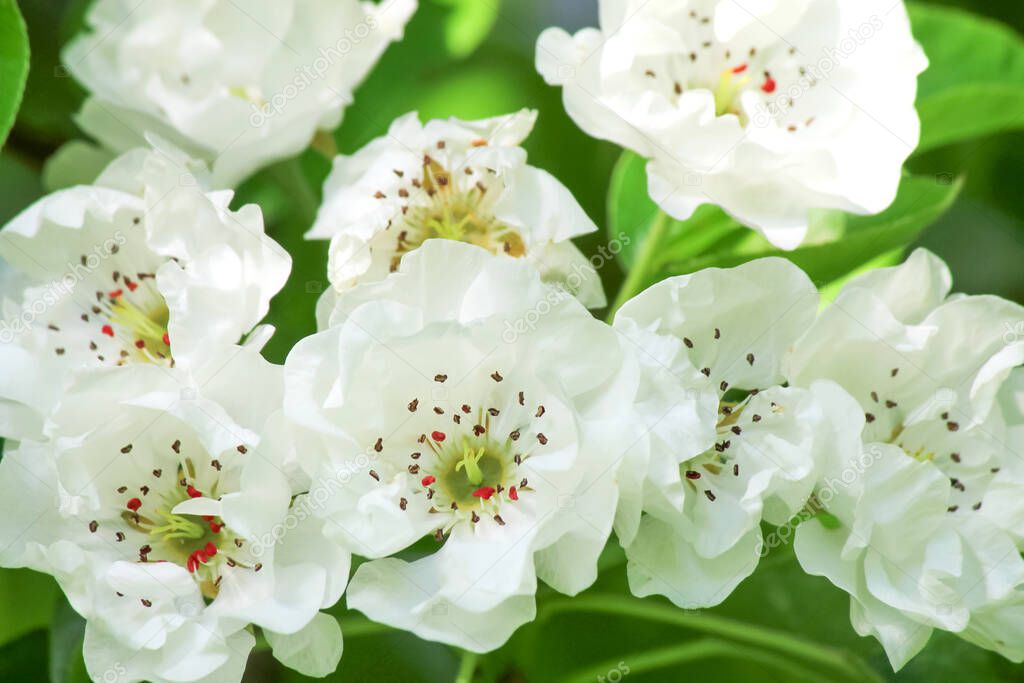 Spring blooming apple tree. Beautiful Apple flowers with petals bloom in garden. Malus domestica, horticulture, fruit trees, branch close-up, flower background