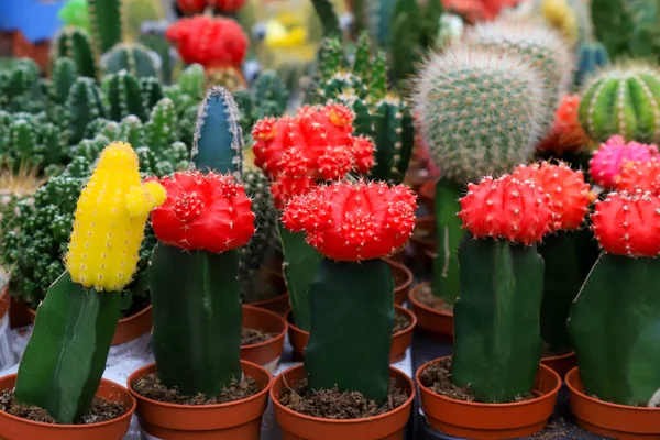 Gyönyörű Piros Sárga Zöld Gymnocalycium Mihanovichii Oltott Kaktusz Pot Kertben — Stock Fotó
