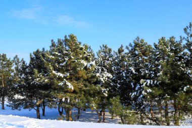 Kış manzarası. Güzel Noel ağaçları, karla kaplı, ormanın kenarında duruyor, mavi gökyüzüne karşı.