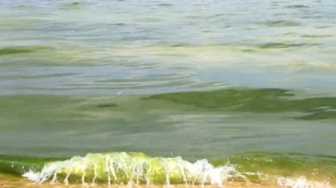 Küresel çevre kirliliği, yosunlu kirli yeşil su. Su çiçeği, fitoplankton üremesi, denizdeki algler, göl, nehir, kötü ekoloji. Odessa, Ukrayna, Karadeniz