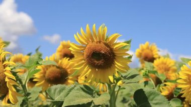 Büyük sarı ayçiçeği yazın bir tarlada çiçek açmış, doğa arka planında. Tarım endüstrisi, ayçiçeği yağı üretimi, tatlım. Sağlıklı ekoloji organik tarım