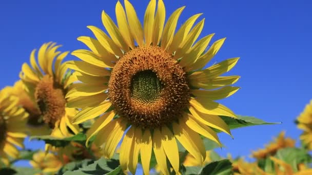 Létě Farmě Vykvetly Velké Žluté Slunečnice Zemědělský Průmysl Výroba Slunečnicového — Stock video