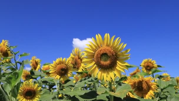 Velké Žluté Slunečnice Kvetly Farmě Létě Přírodním Pozadí Zemědělský Průmysl — Stock video