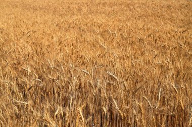 Sarı tarlada olgunlaşmış büyük altın buğday kulakları. Yakın plan, doğa geçmişi. Zengin bir yaz hasadı, tarım, tarım endüstrisi fikri..