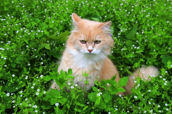 Wściekły Rudy Zagubiony Kot Wygląda Zielonej Trawy Smutny Zaginiony Kot — Zdjęcie stockowe