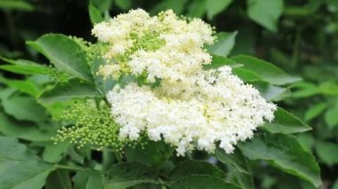 Beyaz mürver çiçekleri rüzgarda sallanıyor. Sambucus, tıbbi, süs bitkisi, yazın bahçede çiçek açtı. Mürver böğürtlen yakın çekim