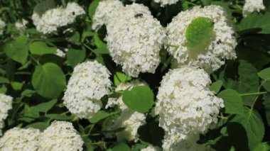 Beyaz romantik ortanca çiçekleri rüzgarda sallanıyor, yakın plan. Bahçe süsleme bitkisi ortancası