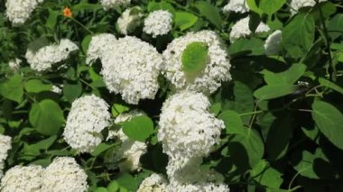 Beyaz romantik ortanca çiçekleri rüzgarda sallanıyor, yakın plan. Bahçe süsleme bitkisi ortancası