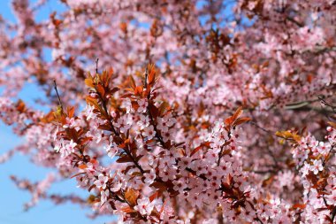 In the garden bloomed red leaved pissardi plum, or red cherry plum. Beautiful decorative tree with small pink flowers and burgundy leaves in  spring, landscape design, background clipart