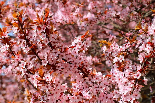 정원에는 Pissardi Plum 벚꽃이 있었습니다 분홍색 과부르군 잎들이 아름다운 장식용 — 스톡 사진