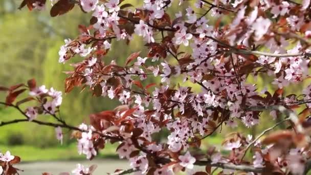 Dans Jardin Fleuri Prune Feuilles Rouges Pissardi Prune Cerise Rouge — Video