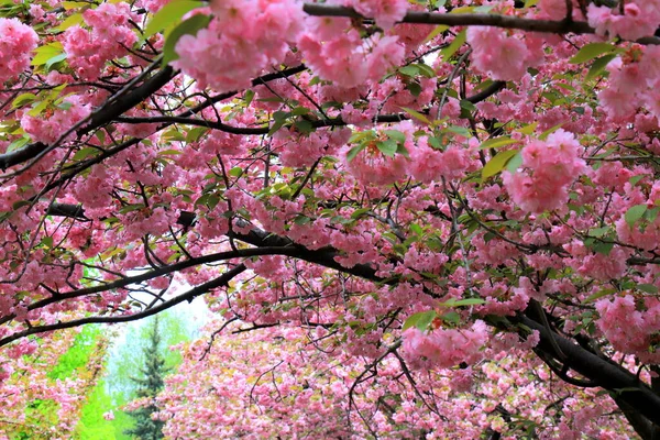 美丽的粉红色藏红花 日本樱花 春天母亲节开花 乌克兰第聂伯市第聂伯罗彼得罗夫斯克市粉色天然爱情萨卡拉背景 — 图库照片