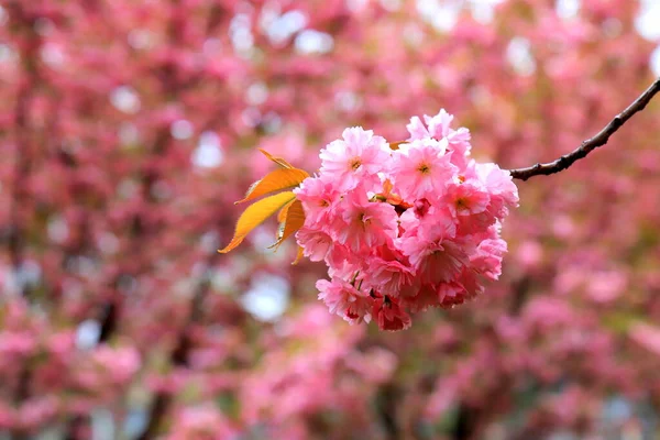 Hermosas Flores Sakura Rosa Flores Cerezo Japonés Floreció Primavera Día — Foto de Stock