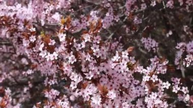 Bahçede kırmızı yapraklı erik, ya da kırmızı kiraz eriği. Baharda küçük pembe çiçekleri ve bordo yaprakları olan güzel dekoratif ağaç, manzara tasarımı, arka plan