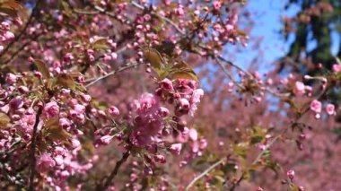 Güzel pembe sakura çiçekleri, Japon kiraz çiçekleri, ilkbaharda açan Anneler Günü. Rüzgarda sallanan dallar, Pembe doğal aşk sakura manzarası, Dnipro şehrinde doğa geçmişi, Ukrayna