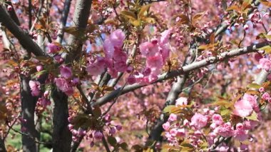 Güzel pembe sakura çiçekleri, Japon kiraz çiçekleri, ilkbaharda açan Anneler Günü. Rüzgarda sallanan dallar, Pembe doğal aşk sakura manzarası, Dnipro şehrinde doğa geçmişi, Ukrayna