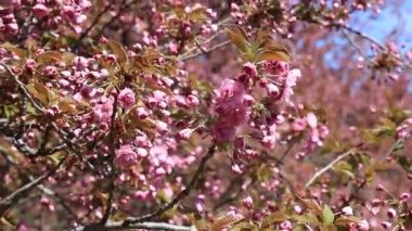 Güzel pembe sakura çiçekleri, Japon kiraz çiçekleri, ilkbaharda açan Anneler Günü. Rüzgarda sallanan dallar, Pembe doğal aşk sakura manzarası, Dnipro şehrinde doğa geçmişi, Ukrayna