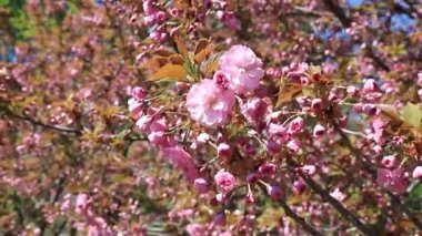 Güzel pembe sakura çiçekleri, Japon kiraz çiçekleri, ilkbaharda açan Anneler Günü. Rüzgarda sallanan dallar, Pembe doğal aşk sakura manzarası, Dnipro şehrinde doğa geçmişi, Ukrayna