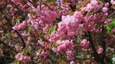 Güzel pembe sakura çiçekleri, Japon kiraz çiçekleri, ilkbaharda açan Anneler Günü. Rüzgarda sallanan dallar, Pembe doğal aşk sakura manzarası, Dnipro şehrinde doğa geçmişi, Ukrayna