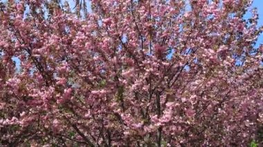 Güzel pembe sakura çiçekleri, Japon kiraz çiçekleri, ilkbaharda açan Anneler Günü. Rüzgarda sallanan dallar, Pembe doğal aşk sakura manzarası, Dnipro şehrinde doğa geçmişi, Ukrayna