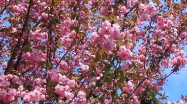 Güzel pembe sakura çiçekleri, Japon kiraz çiçekleri, ilkbaharda açan Anneler Günü. Rüzgarda sallanan dallar, Pembe doğal aşk sakura manzarası, Dnipro şehrinde doğa geçmişi, Ukrayna