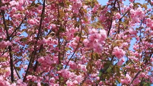 Hermosas Flores Sakura Rosa Flores Cerezo Japonés Floreció Primavera Día — Vídeo de stock