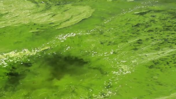 地球環境汚染 プール内の汚れた緑の水 藻類の花 生態系の悪い — ストック動画