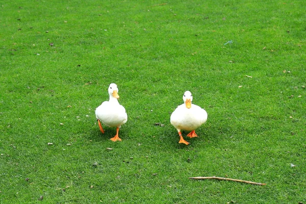 Family Fluffy Peking White Ducks Walk Green Lawn Spring Summer —  Fotos de Stock