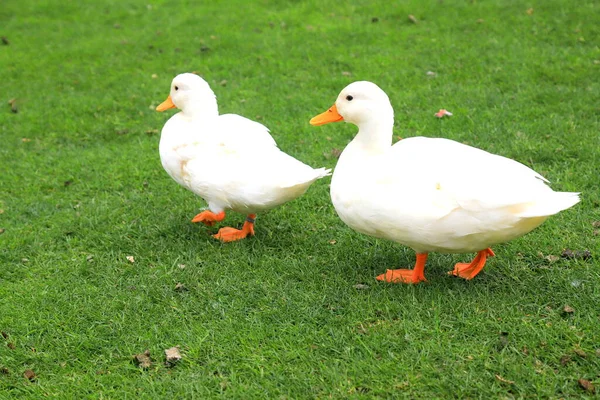 Family Fluffy Peking White Ducks Walk Green Lawn Spring Summer — Fotografia de Stock