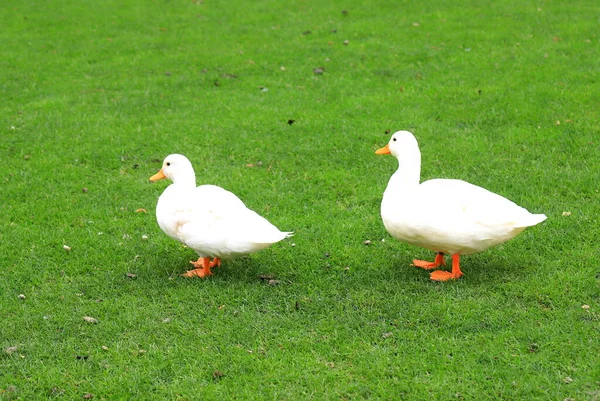 Family Fluffy Peking White Ducks Walk Green Lawn Spring Summer — Φωτογραφία Αρχείου