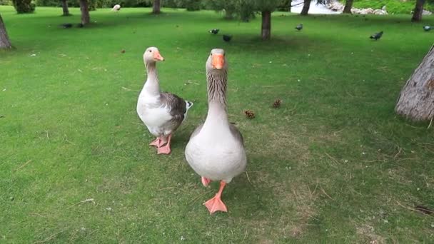 Hermosos Gansos Grises Gansos Perigord Caminar Sobre Césped Verde Verano — Vídeos de Stock